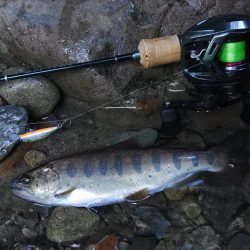増水した渓でアマゴ釣り